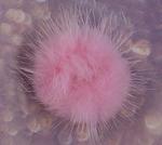 Pompon norek 40mm