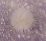 Pompon norek 40mm
